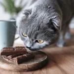 Чи можна котам шоколад: небезпека і що робити
