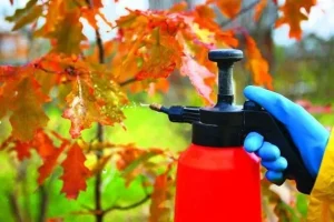У саду восени: коли обробляти дерева і чим